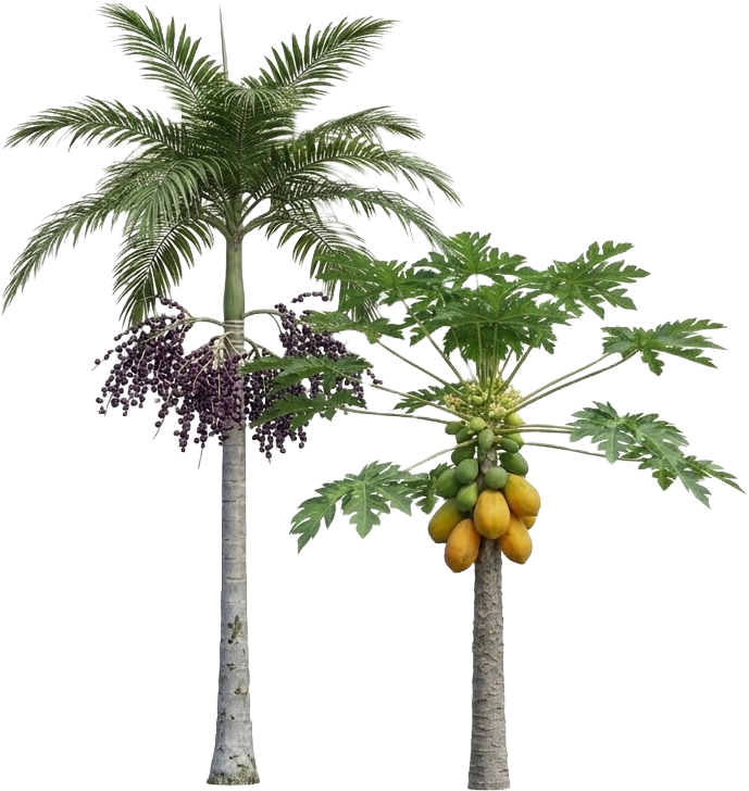 Açaí palm and papaya tree with fruit